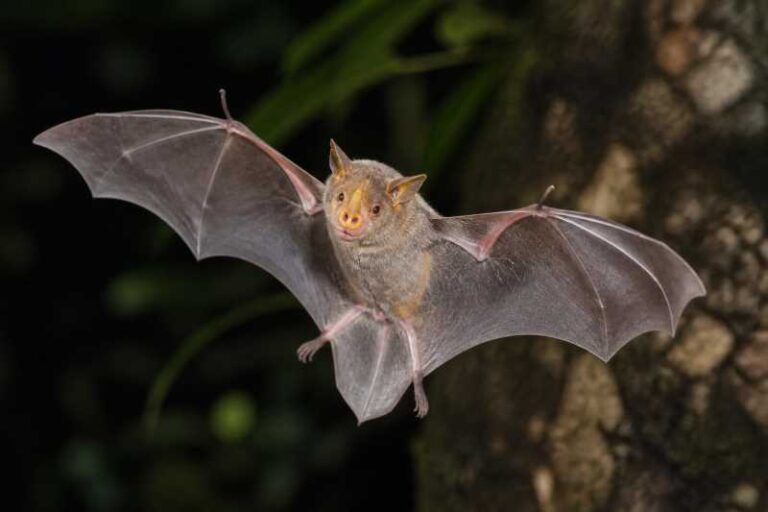 Image of a Gilded Tube-nosed Bat in its natural habitat