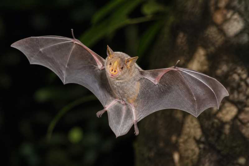 Image of a Gilded Tube-nosed Bat in its natural habitat