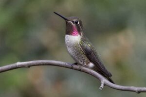 Image of a Glow-throated Hummingbird in its natural habitat