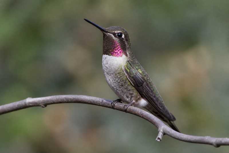 Image of a Glow-throated Hummingbird in its natural habitat
