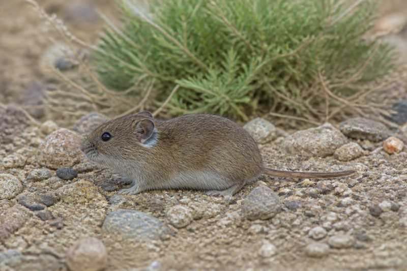 Image of a Gobi Altai Mountain Vole in its natural habitat