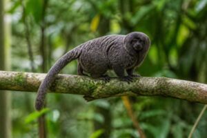 Image of a Goeldi's Monkey in its natural habitat