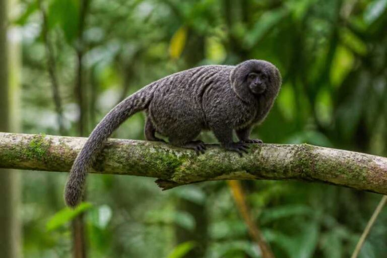 Image of a Goeldi's Monkey in its natural habitat