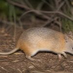 Image of a Golden Bandicoot in its natural habitat