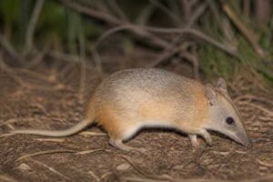 Image of a Golden Bandicoot in its natural habitat