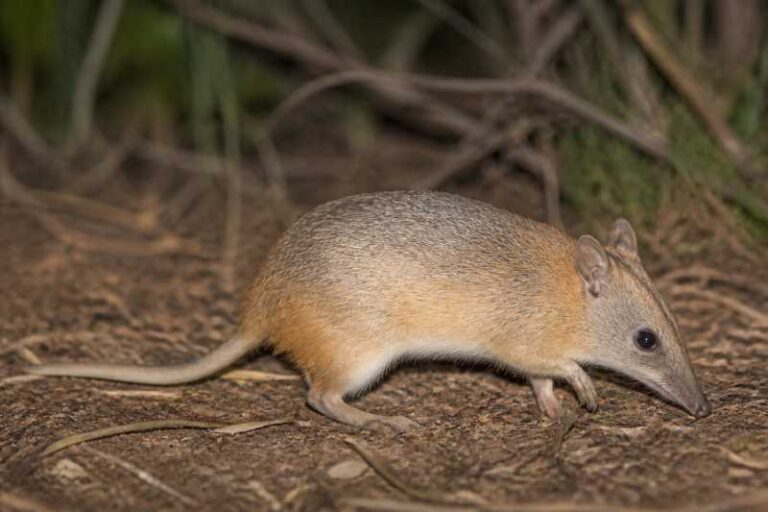 Image of a Golden Bandicoot in its natural habitat