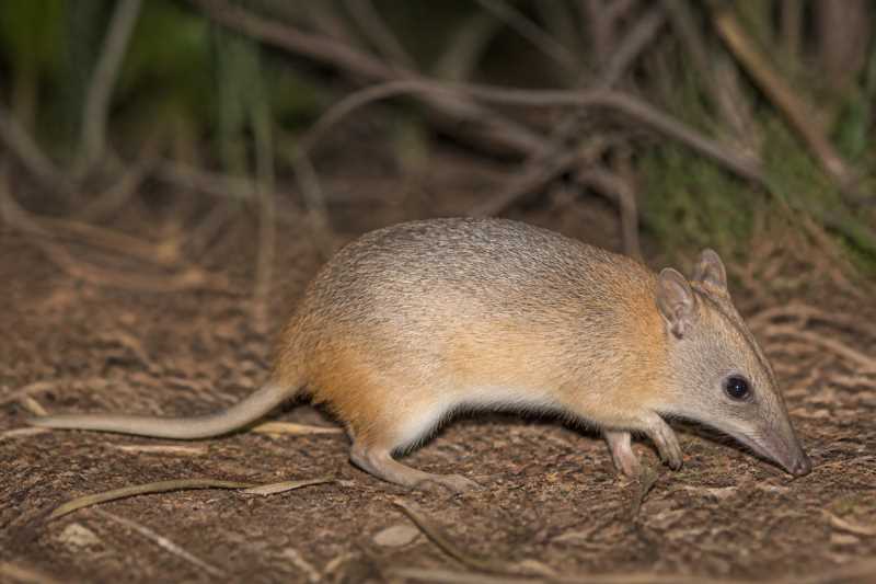 Image of a Golden Bandicoot in its natural habitat