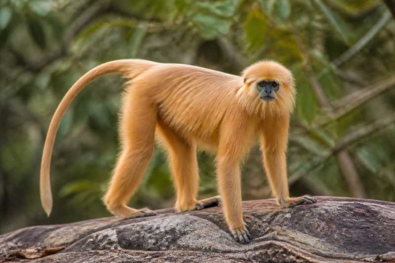 Image of a Golden Langur in its natural habitat