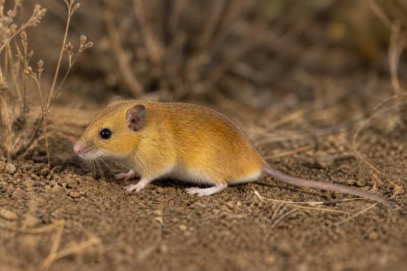 Image of a Golden Oldfield Mouse in its natural habitat