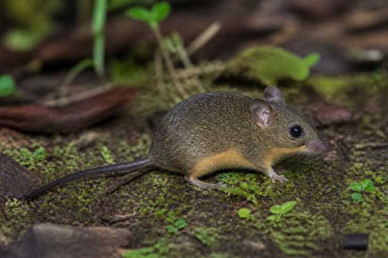 Image of a Golden-bellied Bristly Mouse in its natural habitat