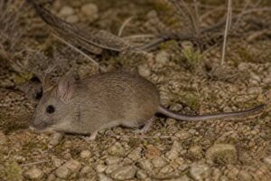 Image of a Goldman's Diminutive Woodrat in its natural habitat