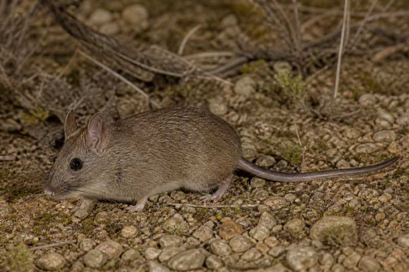 Image of a Goldman's Diminutive Woodrat in its natural habitat