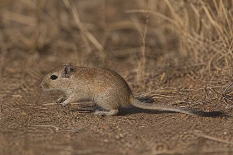 Image of a Gorongosa Gerbil in its natural habitat