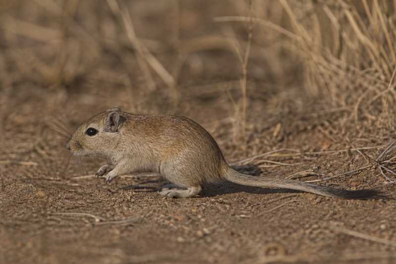 Image of a Gorongosa Gerbil in its natural habitat