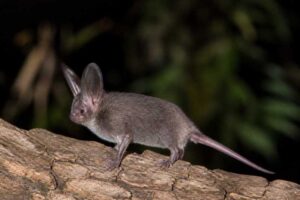 Image of a Gould's Long-eared Bat in its natural habitat