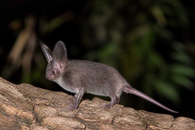 Image of a Gould's Long-eared Bat in its natural habitat