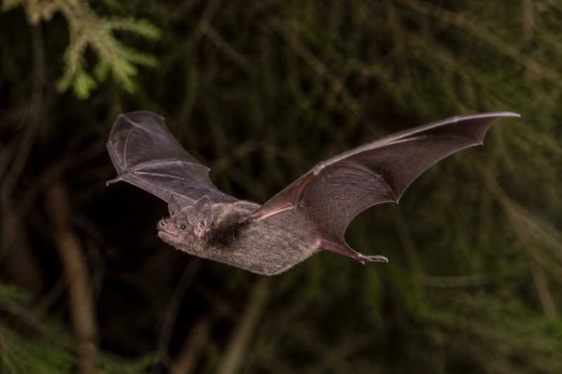 Image of a Gould's Wattled Bat in its natural habitat