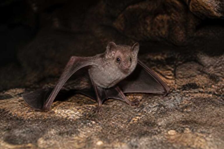 Image of a Grand Roundleaf Bat in its natural habitat