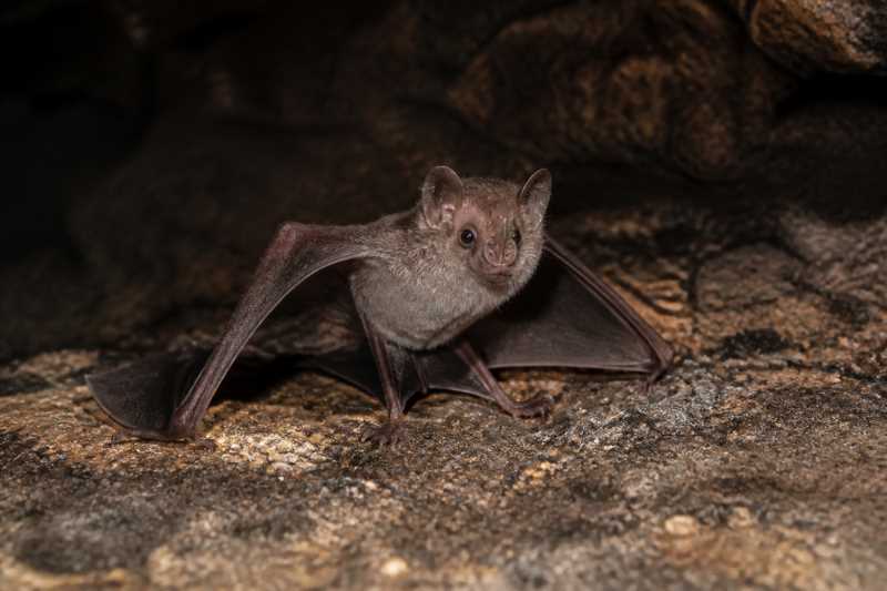 Image of a Grand Roundleaf Bat in its natural habitat