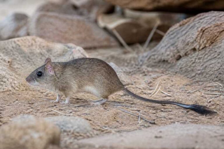 Image of a Grandidier's Tufted-tail Rat in its natural habitat