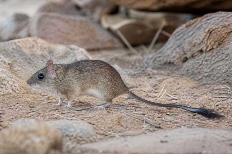 Image of a Grandidier's Tufted-tail Rat in its natural habitat