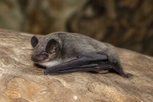 Image of a Gray Large-footed Myotis in its natural habitat