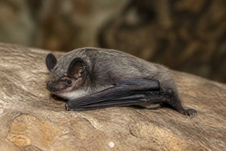 Image of a Gray Large-footed Myotis in its natural habitat