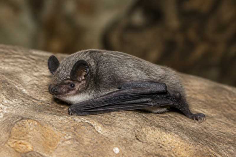 Image of a Gray Large-footed Myotis in its natural habitat