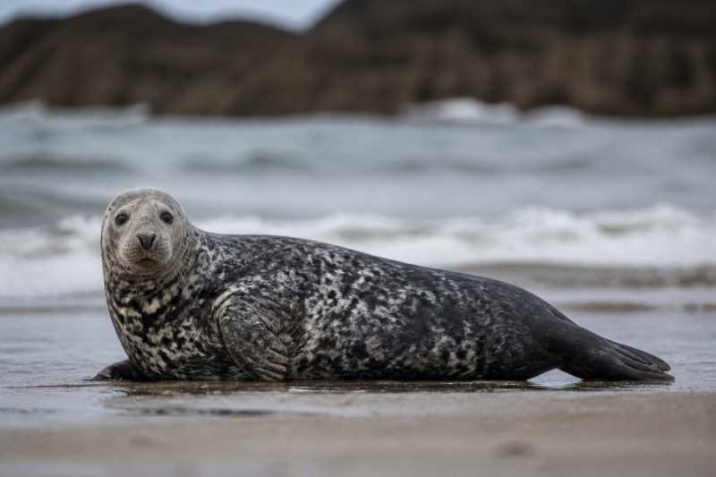 Image of a Gray Seal in its natural habitat