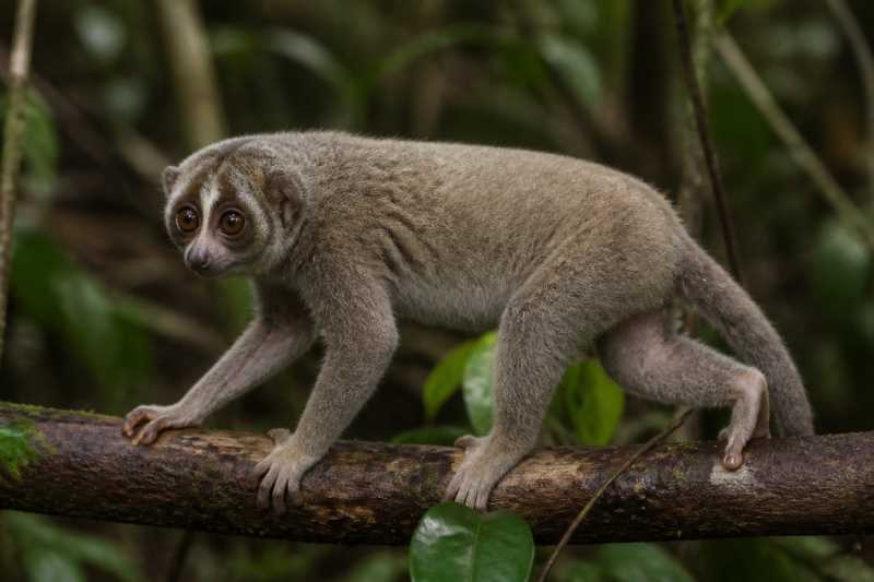 Image of a Gray Slender Loris in its natural habitat