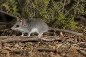 Image of a Gray-bellied Dunnart in its natural habitat