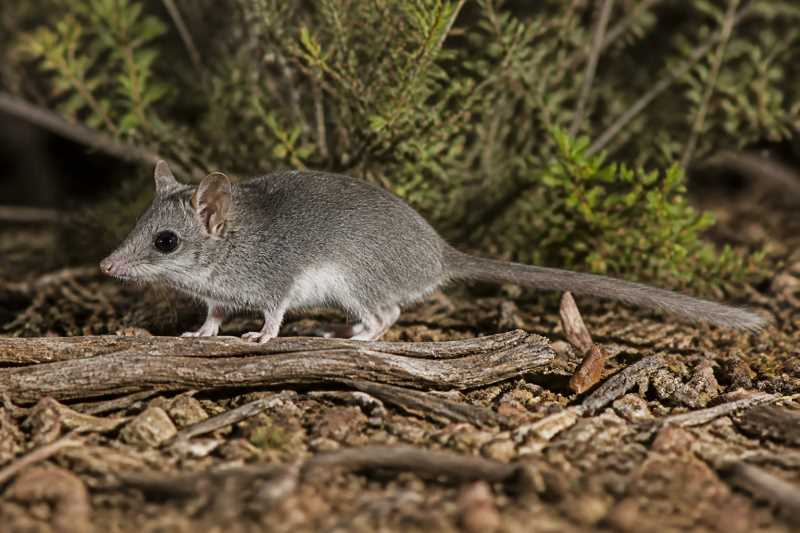 Image of a Gray-bellied Dunnart in its natural habitat