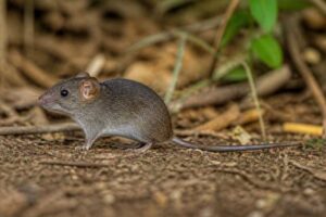 Image of a Gray-bellied Rice Rat in its natural habitat