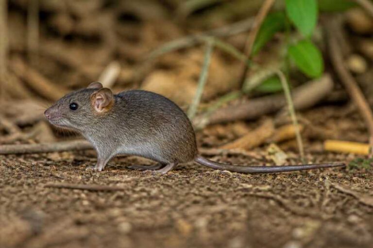 Image of a Gray-bellied Rice Rat in its natural habitat