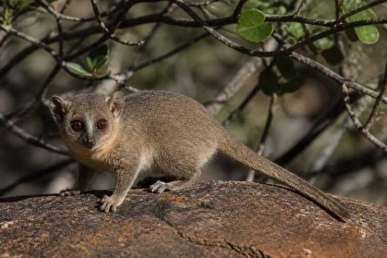 Image of a Gray-brown Mouse Lemur in its natural habitat