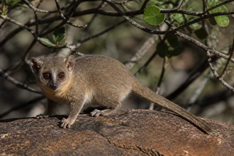 Image of a Gray-brown Mouse Lemur in its natural habitat