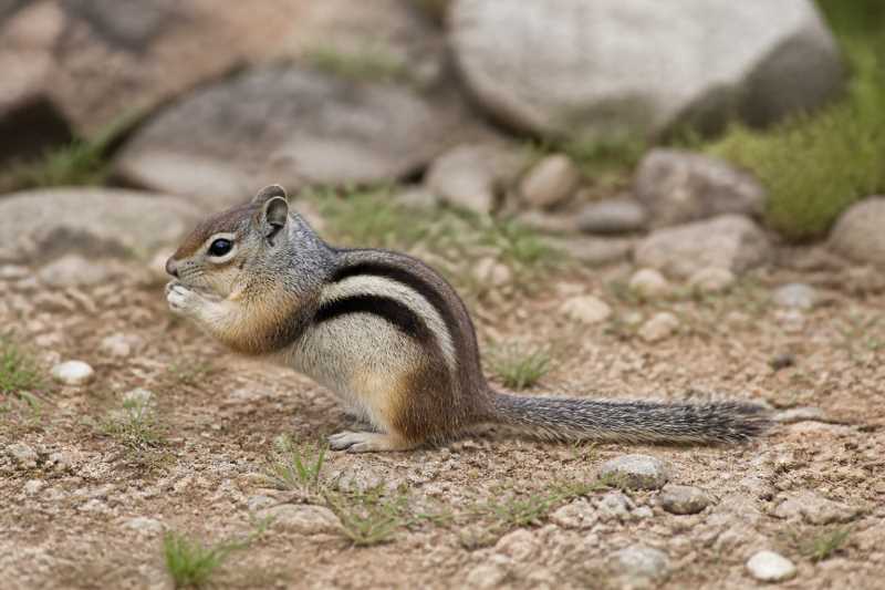 Image of a Gray-collared Chipmunk in its natural habitat