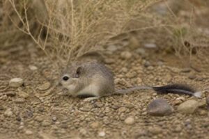 Image of a Great Balkhan Brush-tailed Mouse in its natural habitat