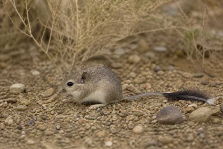 Image of a Great Balkhan Brush-tailed Mouse in its natural habitat