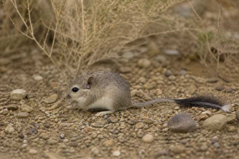 Image of a Great Balkhan Brush-tailed Mouse in its natural habitat