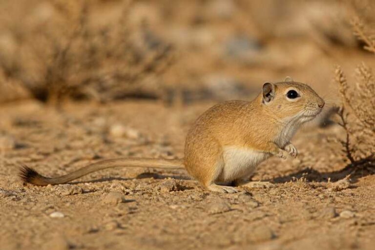 Image of a Great Gerbil in its natural habitat