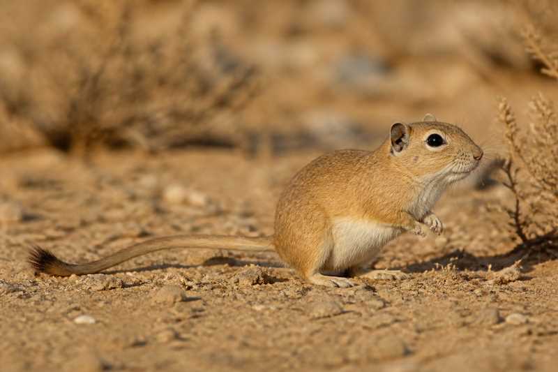 Image of a Great Gerbil in its natural habitat