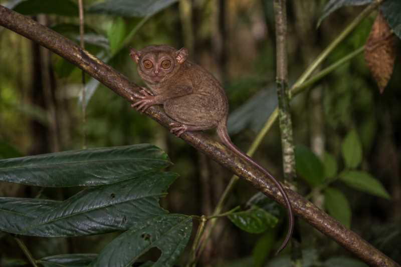 Image of a Great Sangihe Tarsier in its natural habitat