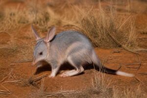 Image of a Greater Bilby in its natural habitat