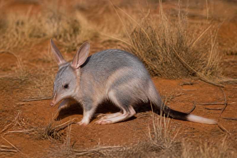 Image of a Greater Bilby in its natural habitat