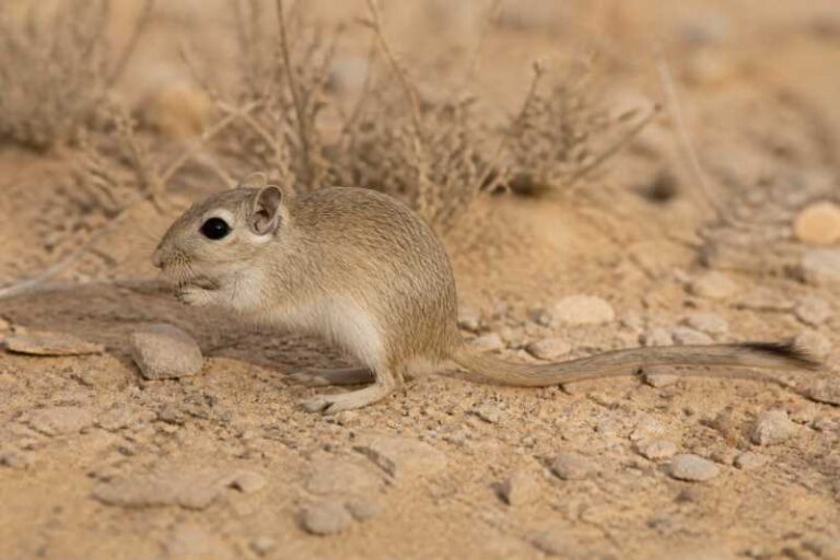Image of a Greater Egyptian Gerbil in its natural habitat