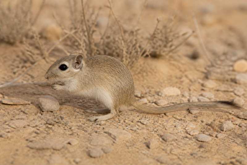 Image of a Greater Egyptian Gerbil in its natural habitat