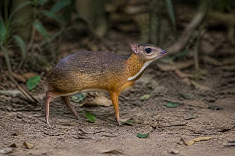Image of a Greater Indo-Malayan Chevrotain in its natural habitat