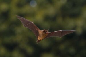 Image of a Greater Noctule in its natural habitat