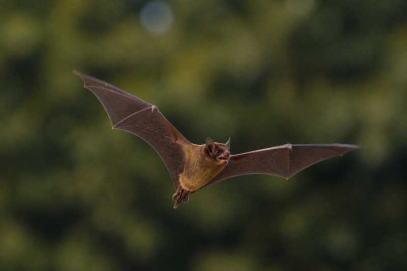 Image of a Greater Noctule in its natural habitat
